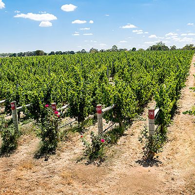 crayeres-vineyard-0727-hr