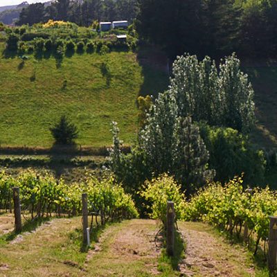 summertown-vineyard-4932 summertown-vineyard-4932