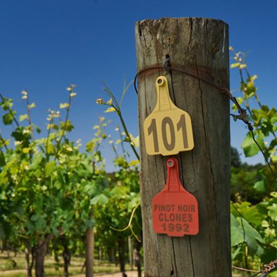 summertown-vineyard-5271 summertown-vineyard-5271