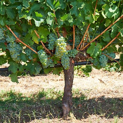 vineyard-main-sauvblanc